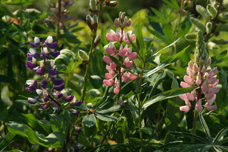 Lupinus polyphyllus Vaste lupine bestellen